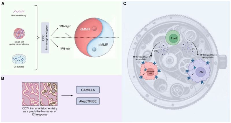 Gertjan Rasschaert: Immunosensitivity cuts across mismatch repair status in colorectal cancer