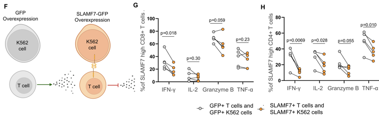 Lena Wirth: TLS and T-Cell Exhaustion Drive PD-1 Blockade Responce in RCC