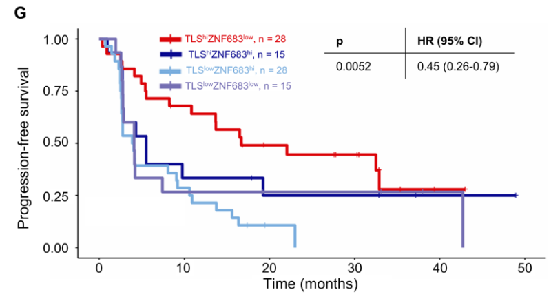 Lena Wirth: TLS and T-Cell Exhaustion Drive PD-1 Blockade Responce in RCC