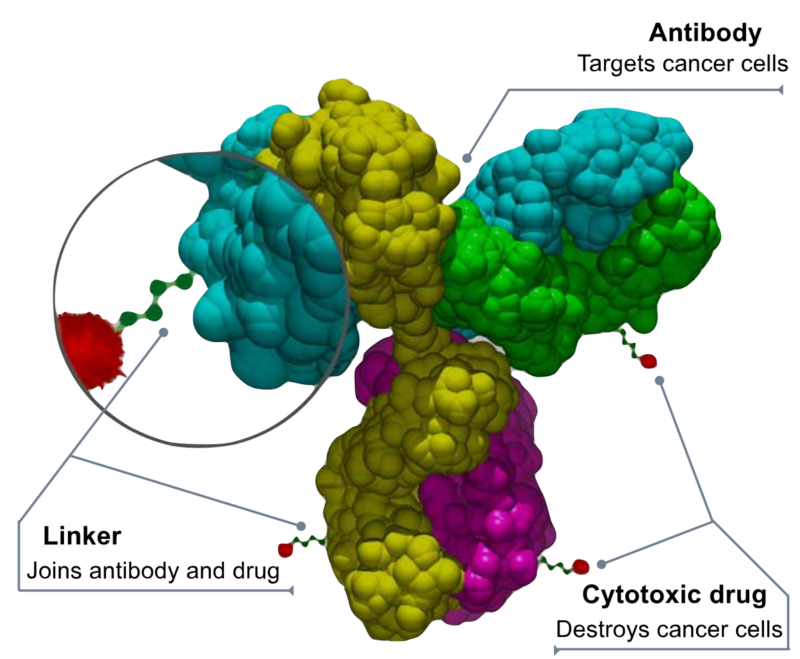 Antibody drug conjugates