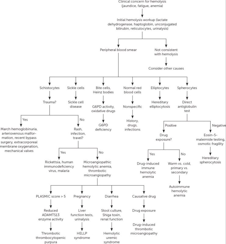 hematology