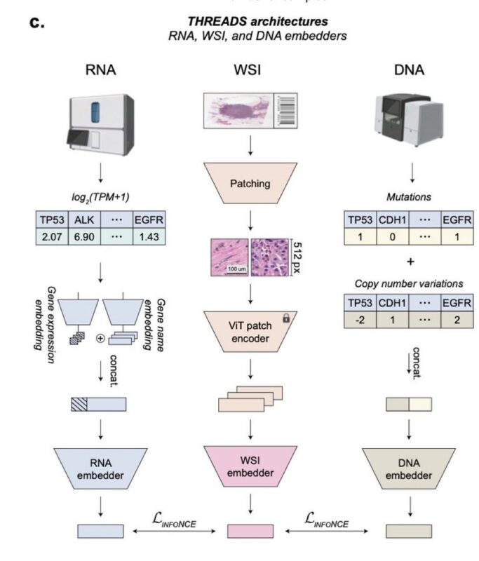 Simona Cristea: Impressive advancement in Computational Pathology