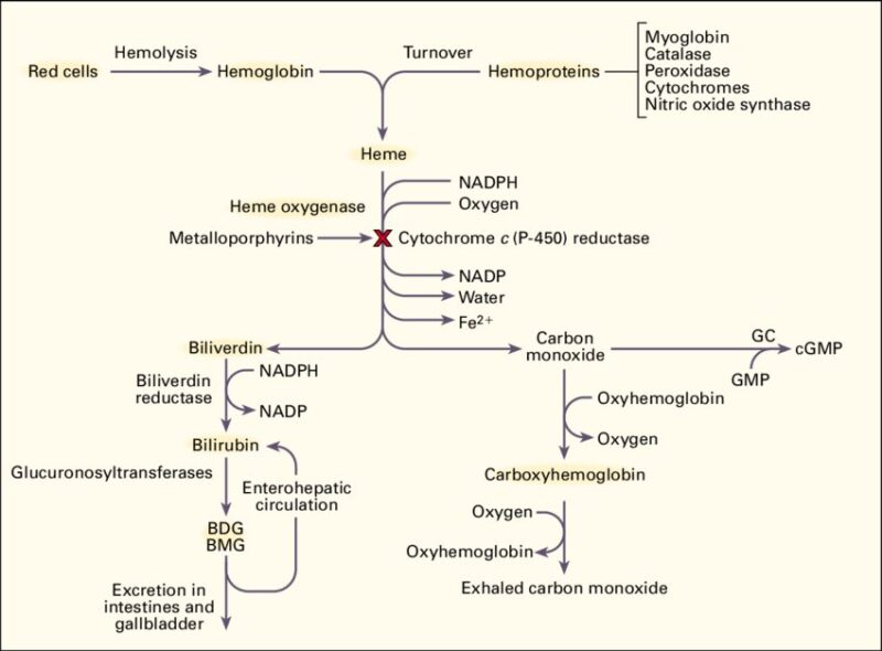 Learning hematology in 2025 with Nico Gagelmann: Part 3