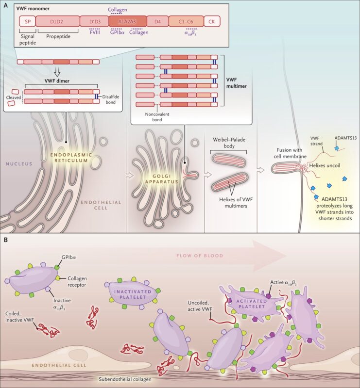 Learning hematology in 2025 with Nico Gagelmann: Part 3