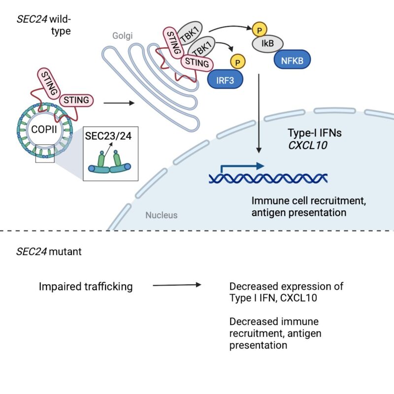 Rizwan Haq: New mechanism of resistance to immunotherapy in melanoma