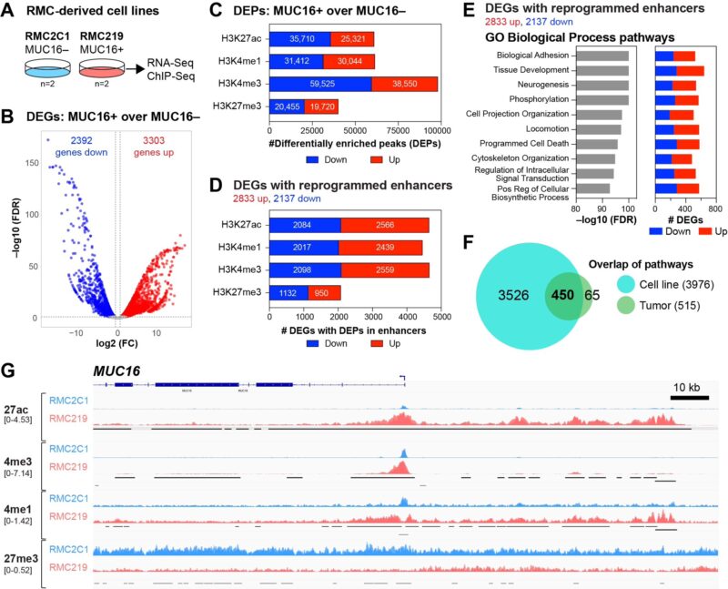 Pavlos Msaouel: Serum CA-125 as a biomarker for Renal Medullary Carcinoma