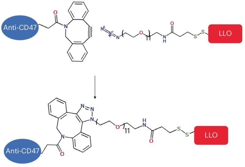 Benjamin Schrank: An antibody-toxin conjugate that enhances immune recognition of tumors