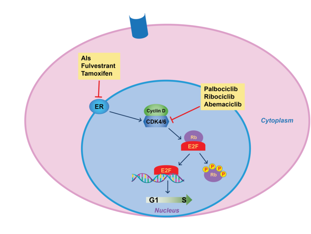 Camizestrant Mechanism of Action