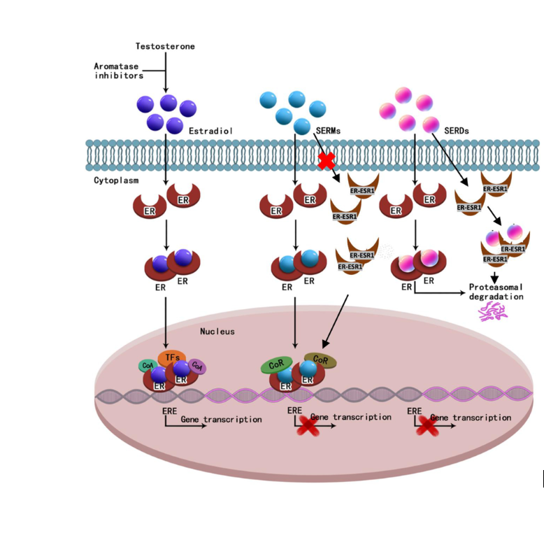 Camizestrant Mechanism of Action