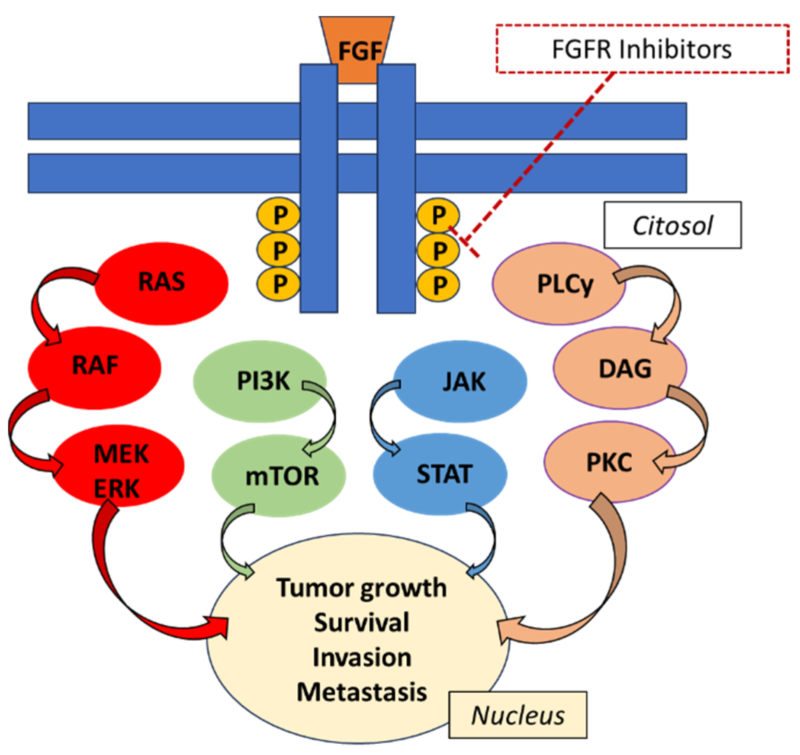 FGFR Inhibitors