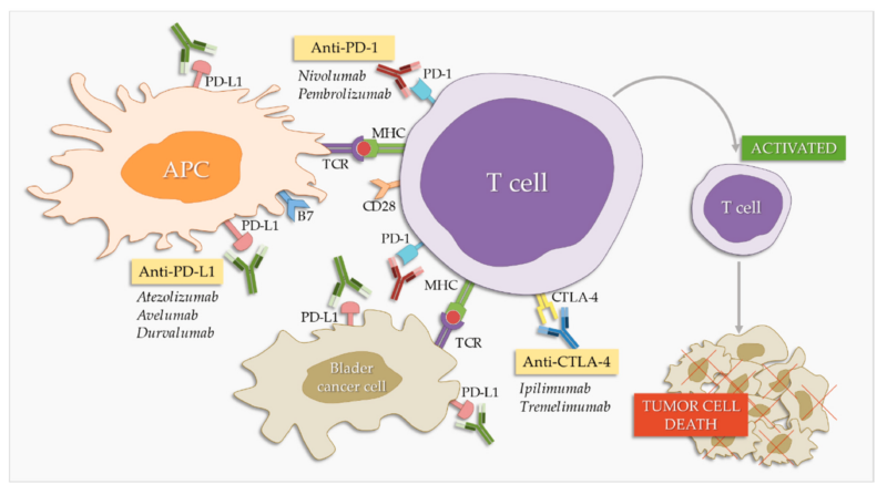 Immunotherapy