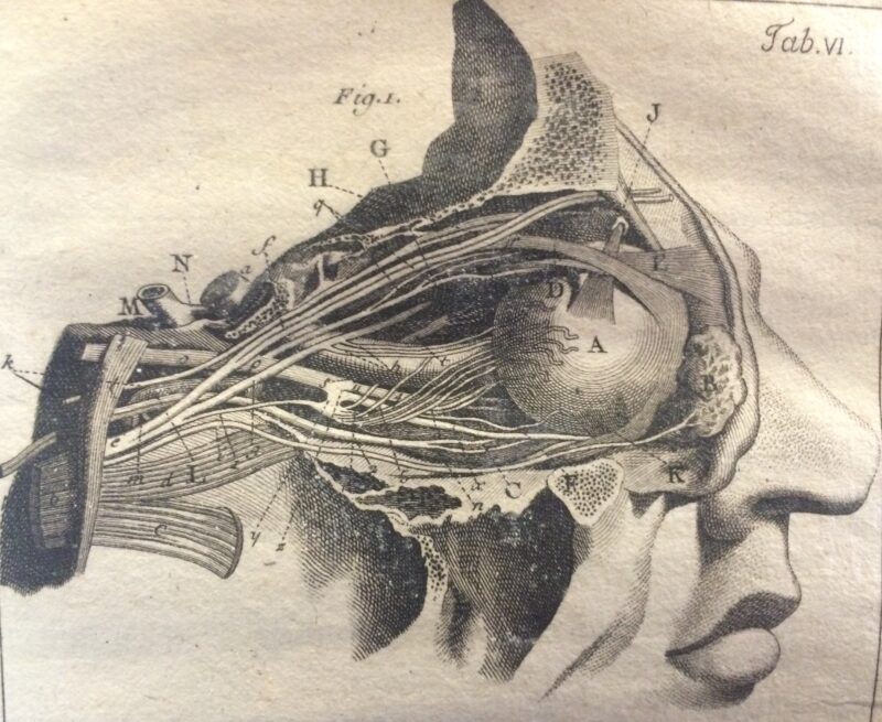 Structure of the eye and optic nerves from Degravers (1780).