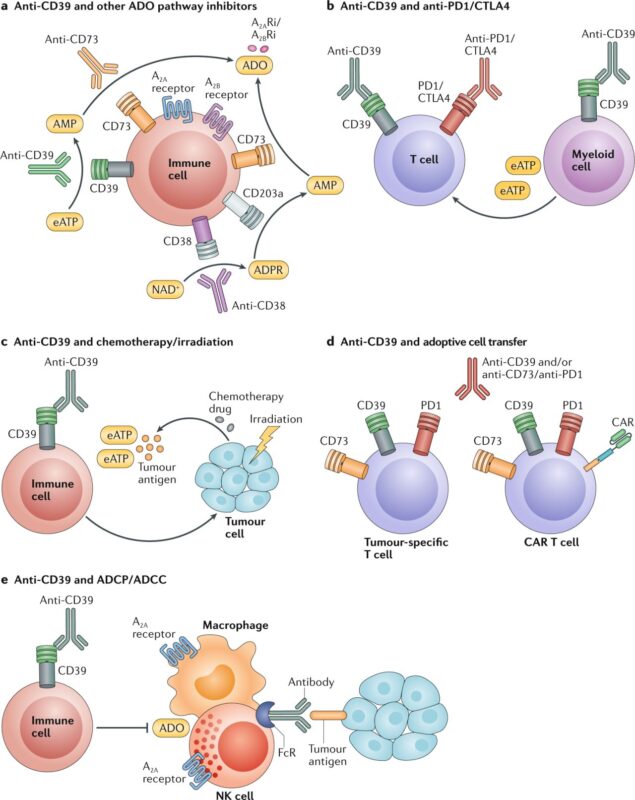 John Gordon: Researchers identified a substantial presence of peripherally induced Treg cells in TME