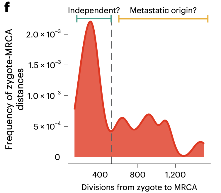 Kamila Naxerova: Quantifying cell divisions along evolutionary lineages in cancer