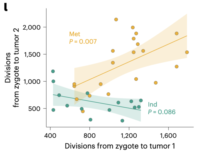 Kamila Naxerova: Quantifying cell divisions along evolutionary lineages in cancer