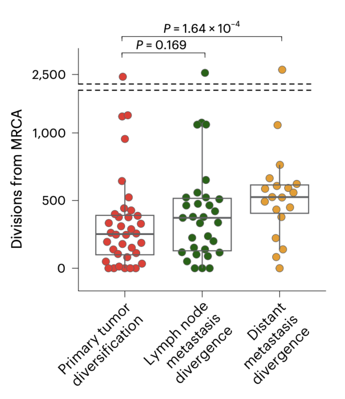 Kamila Naxerova: Quantifying cell divisions along evolutionary lineages in cancer