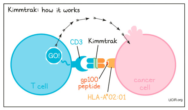 tebentafusp mechanism of action