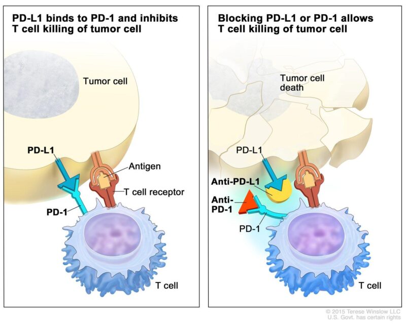 Checkpoint Inhibitors