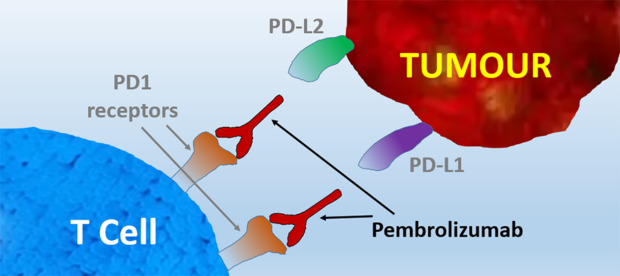 pembrolizumab pd1 how it works