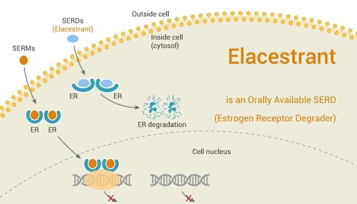 Elacestrant mechanism of action