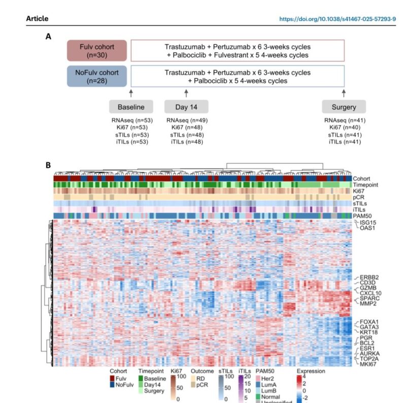 Armando Orlandi: Key predictors of response to chemotherapy-free regimens in HER2+/ER+ breast cancer