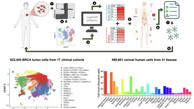 Saugato Rahman Dhruba: Computational work on designing CAR-T therapies with high precision