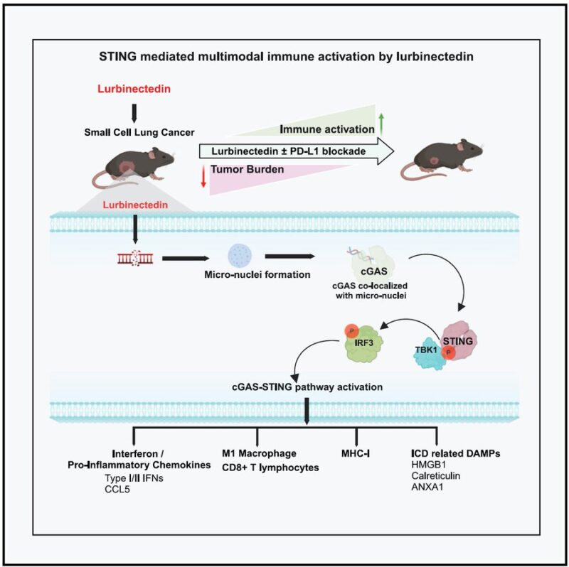 Triparna Sen: Lurbinectedin sensitizes PD-L1 blockade therapy in small-cell lung cancer