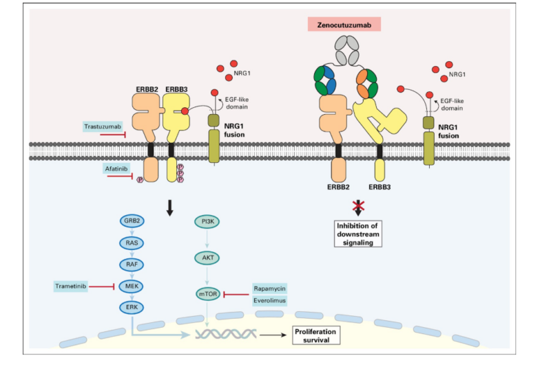 zenocutuzumab mechanism of action