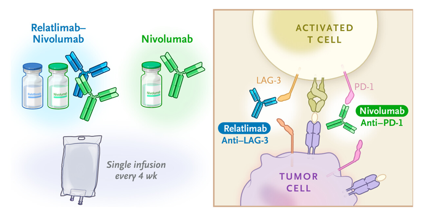 relatlimab mechanism of action