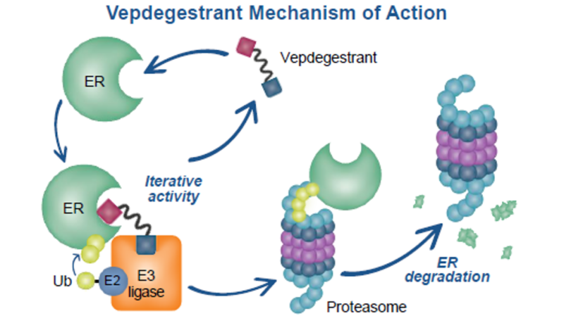 Vepdegestrant mechanism