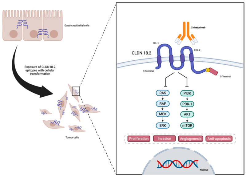 Zolbetuximab mechanism of action 