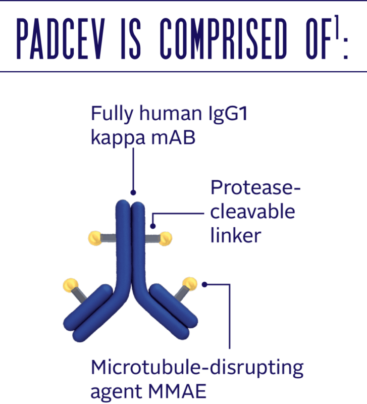 Enfortumab Vedotin(Padcev) 