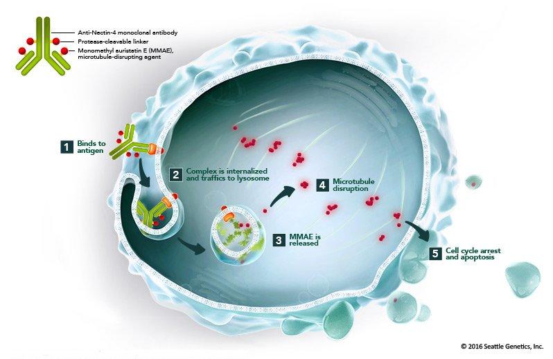 the mechanism of enfortumab vetodin