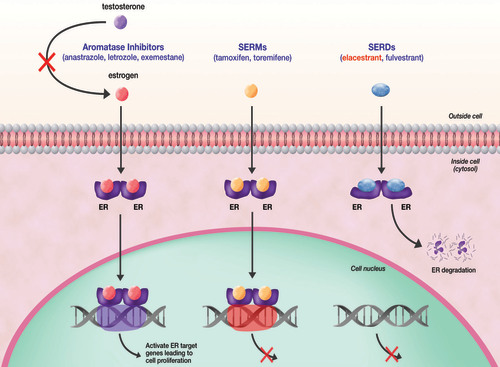 mechanism of action Elacestrant