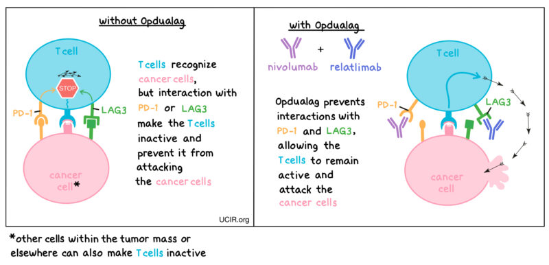 Obdualag mechanism of action