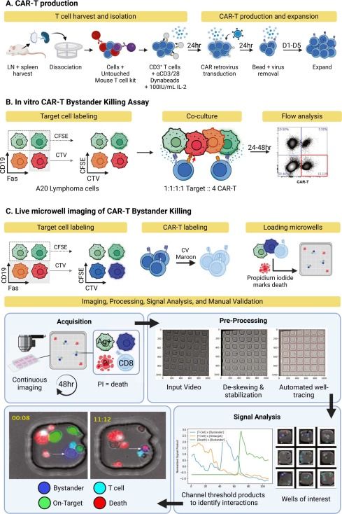 Joshua Brody: How to measure T-cell bystander tumor killing to prevent antigen escape after cancer immunotherapy