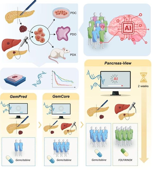 Meet The Translational and Therapeutic Research in Pancreatic Cancer Team at Cancer Research Centre of Marseille - AFRCP