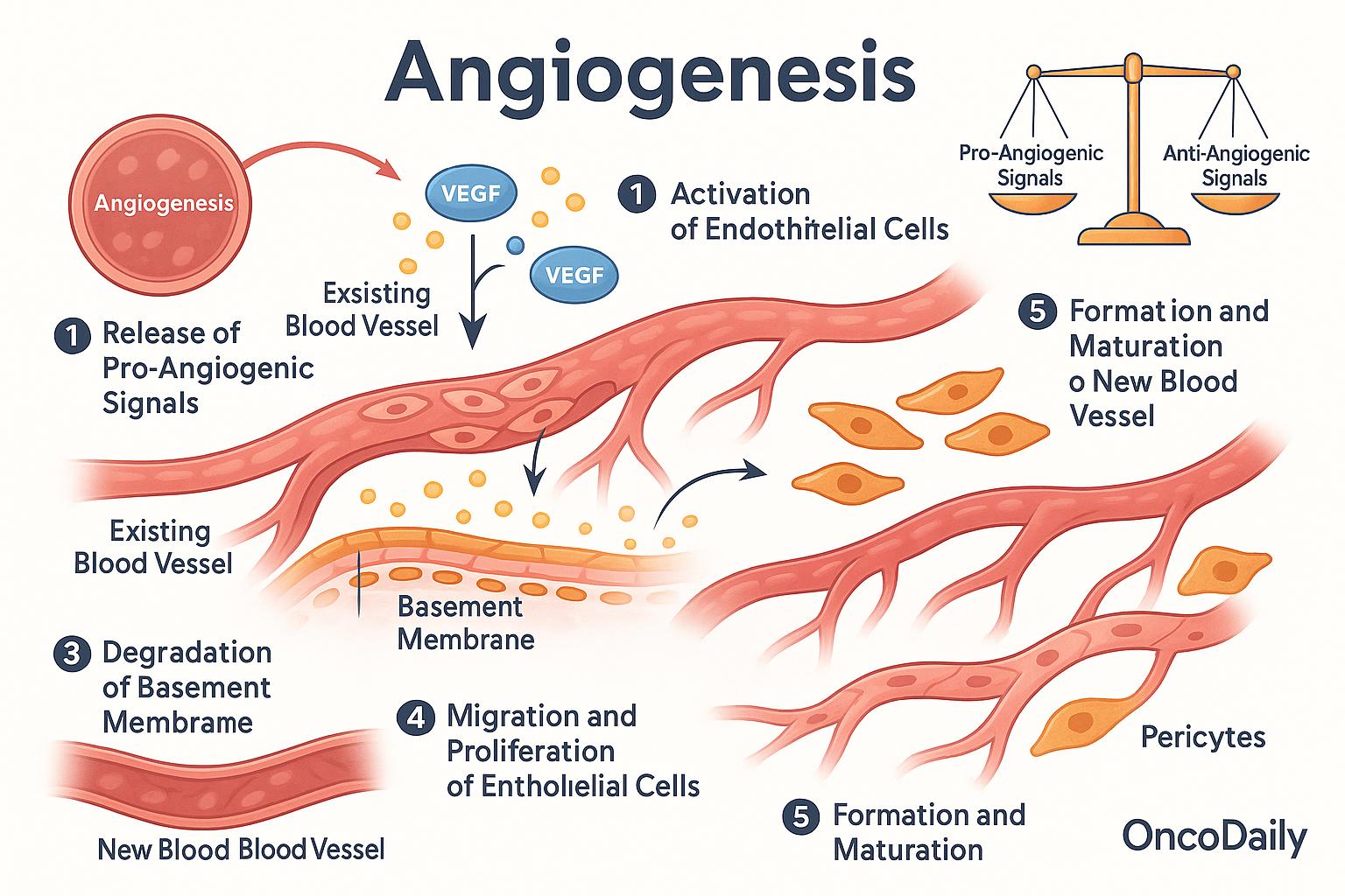Key Steps in the Angiogenesis Process