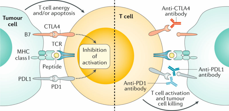 atomic-trial-atezolizumab