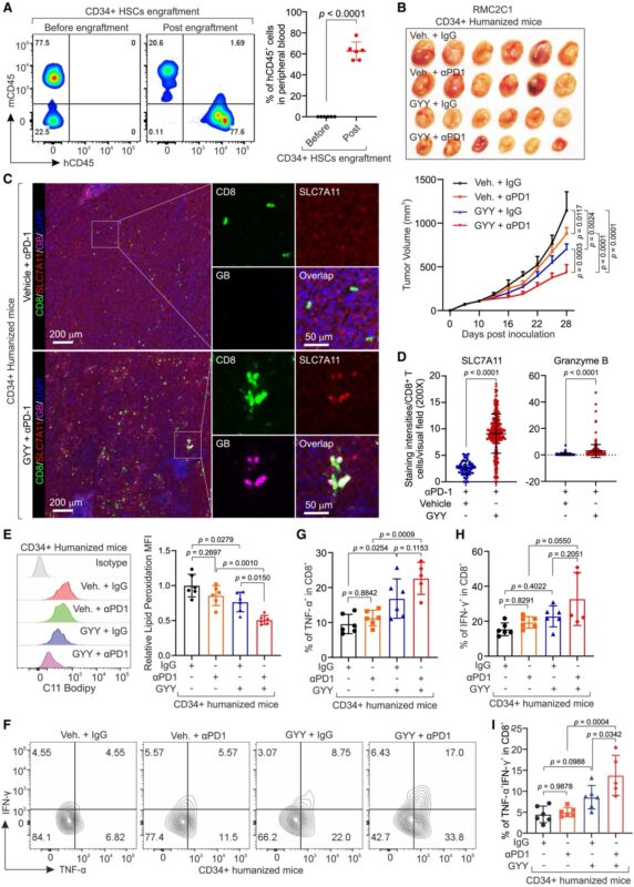Pavlos Msaouel: SCD induces chromatin introversion and ferroptosis in CD8+ T cells to suppress anti-tumor immunity
