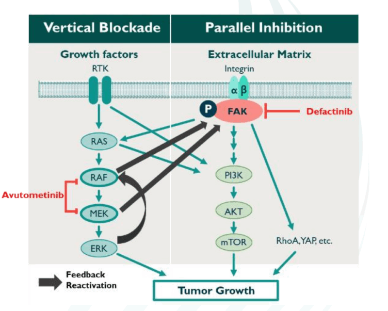  Avutometinib and Defactinib mechanism of action on OncoDaily