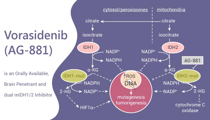 Vorasidenib mechanis of action on OncoDaily