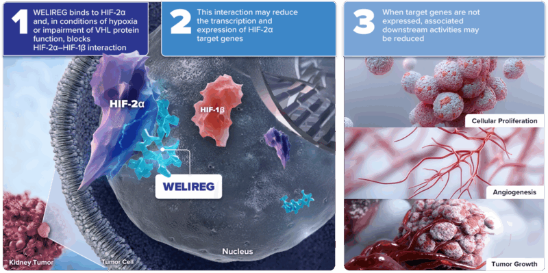 Belzutifan (Welireg) mechanis of action on oncodaily