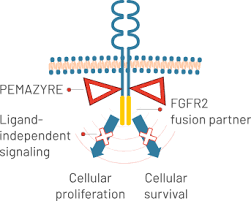 pemigatinib mechanism of action on OncoDaily
