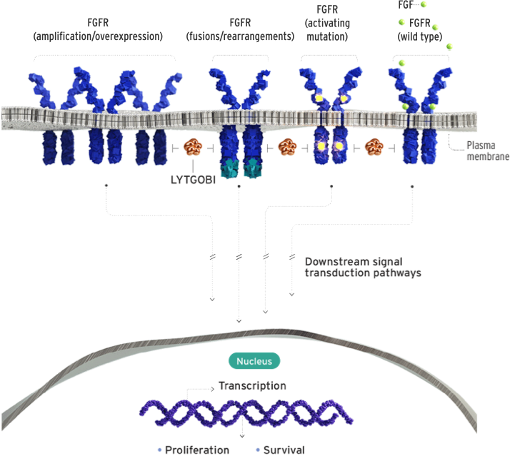 Futibatinib mechanism of action on OncoDaily.