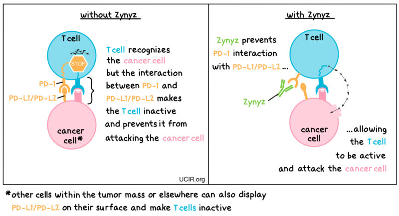 Retifanlimab-dlwr (zynyz) mechanism of action on OncoDaily