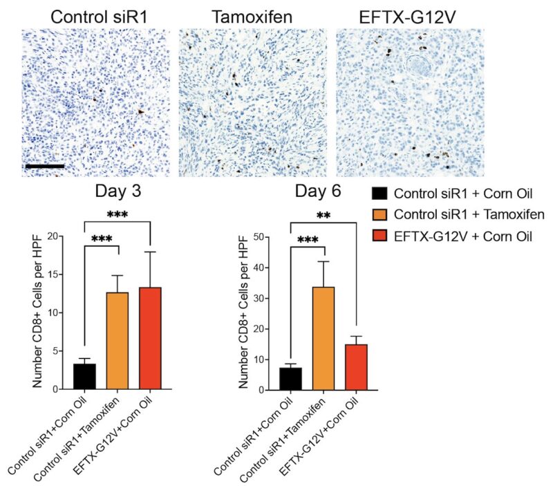 Chad Pecot: A First-in-Class EGFR-Directed KRAS G12V Selective Inhibitor