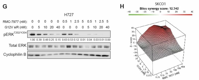 Chad Pecot: A First-in-Class EGFR-Directed KRAS G12V Selective Inhibitor