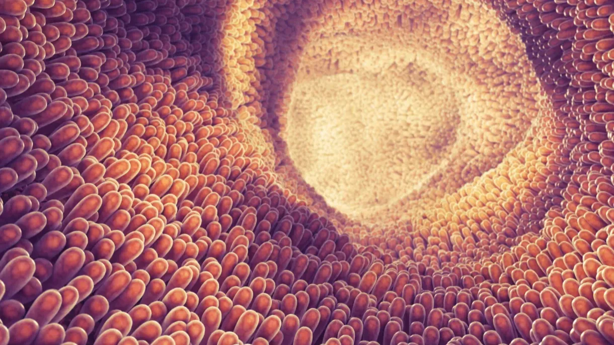 The Stellar Mission Taking On Cellular Plasticity in Bowel Cancer – Cancer Research UK Science and Innovation