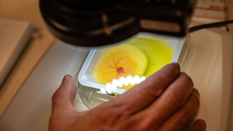 CancerWorld – How Fertilized Chicken Eggs Could Revolutionize Pediatric Cancer Treatment in Canada